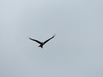 FZ015237 Red kite (Milvus milvus).jpg